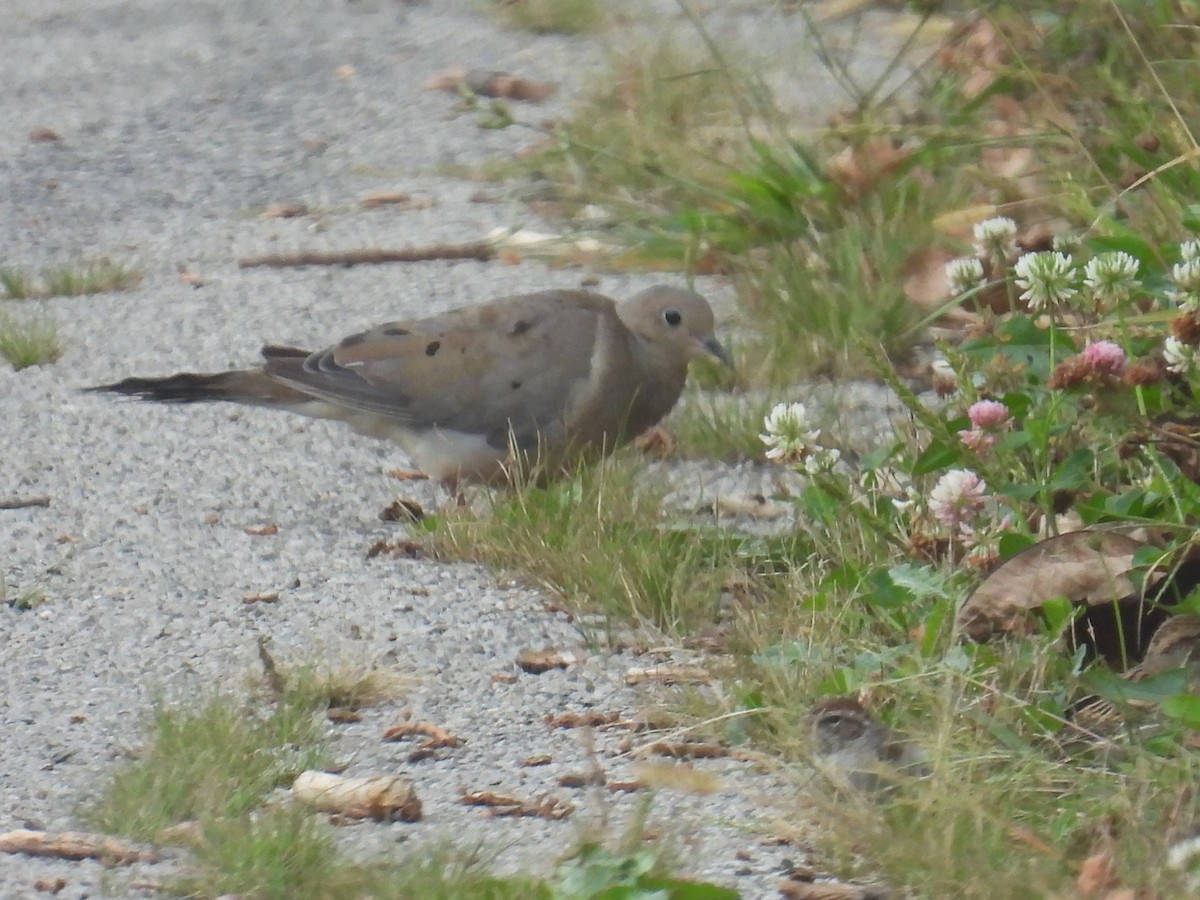 Mourning Dove - ML642467058