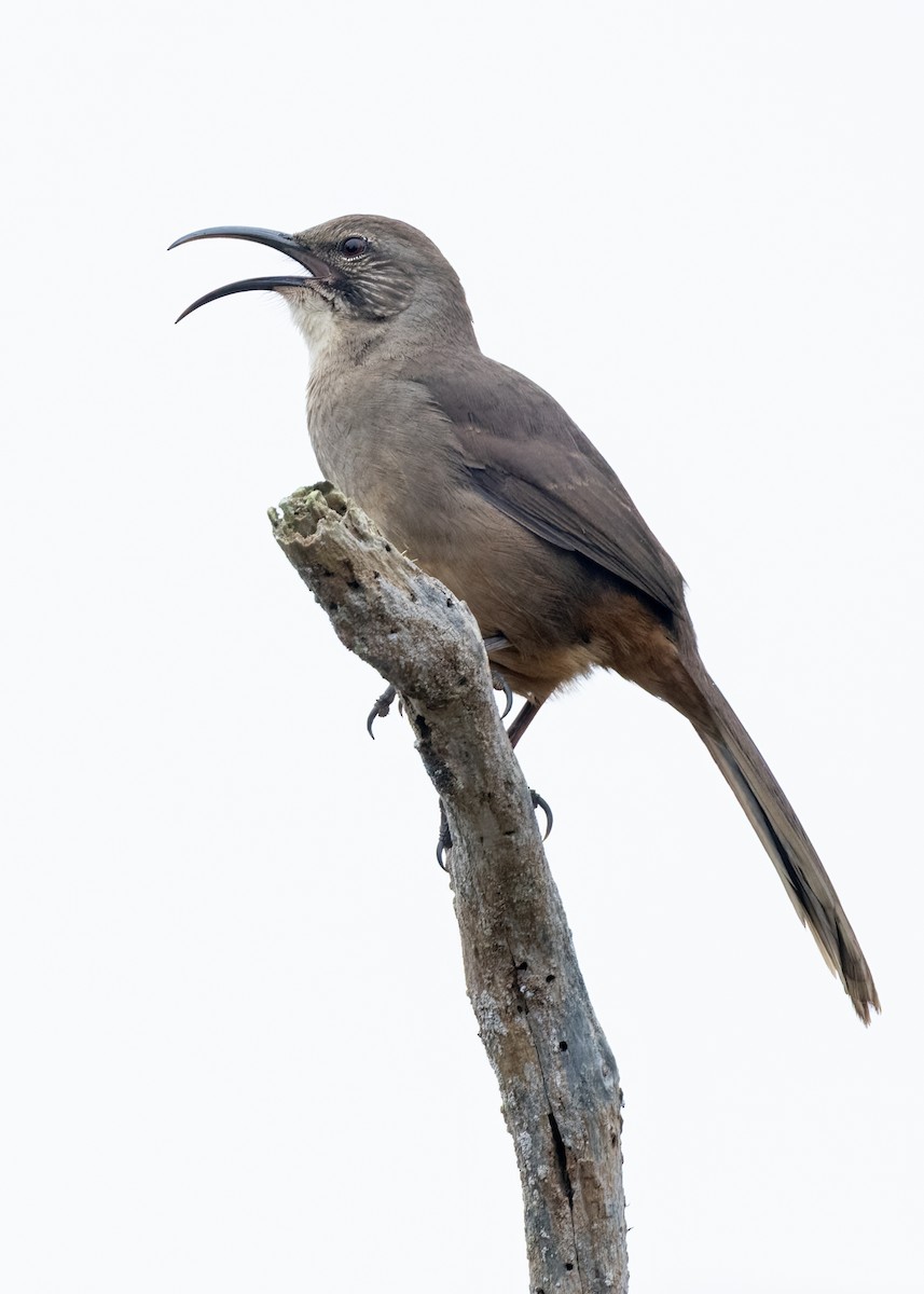 California Thrasher - ML642467059