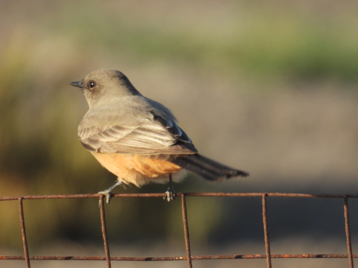 Say's Phoebe - ML642467060