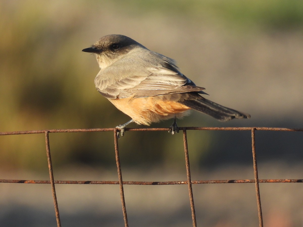 Say's Phoebe - ML642467061
