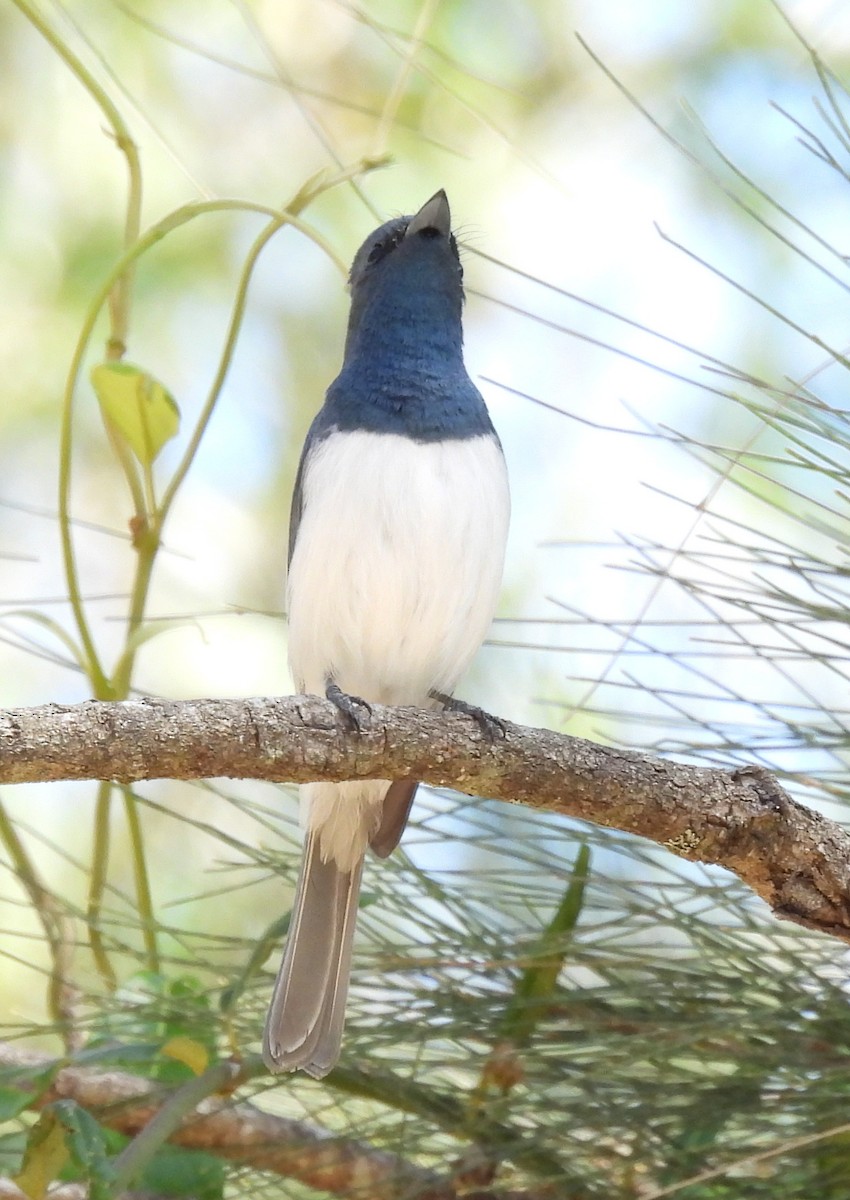 Leaden Flycatcher - ML642467065