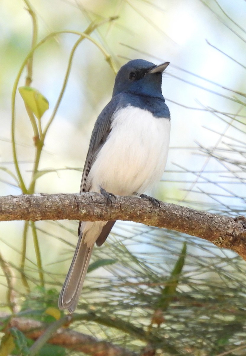 Leaden Flycatcher - ML642467067