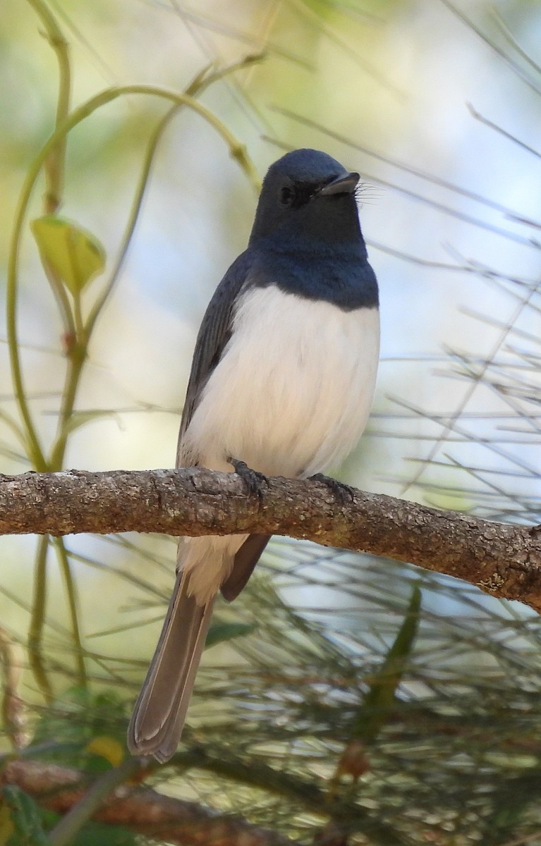 Leaden Flycatcher - ML642467068