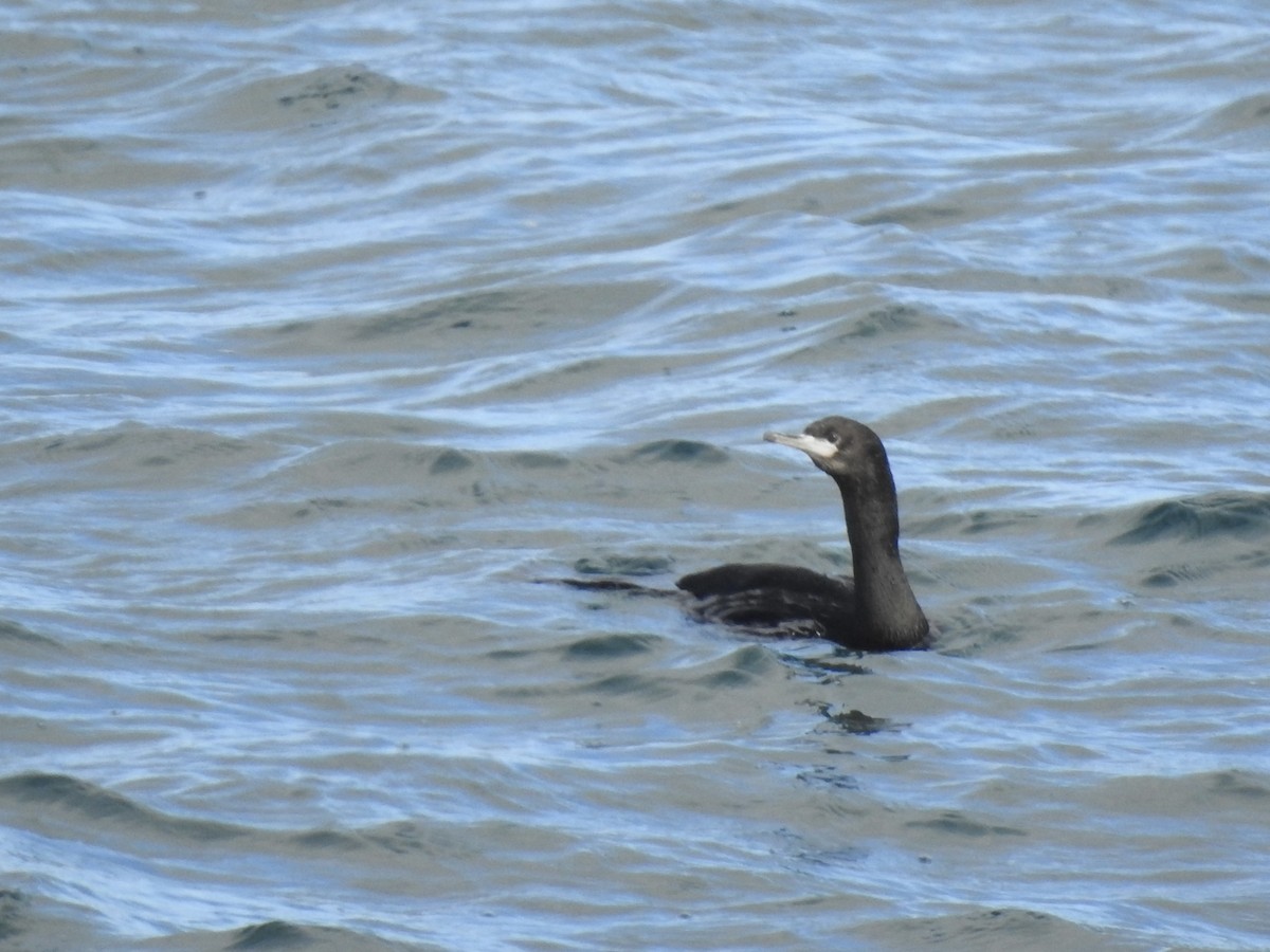 Red-faced Cormorant - ML642467089