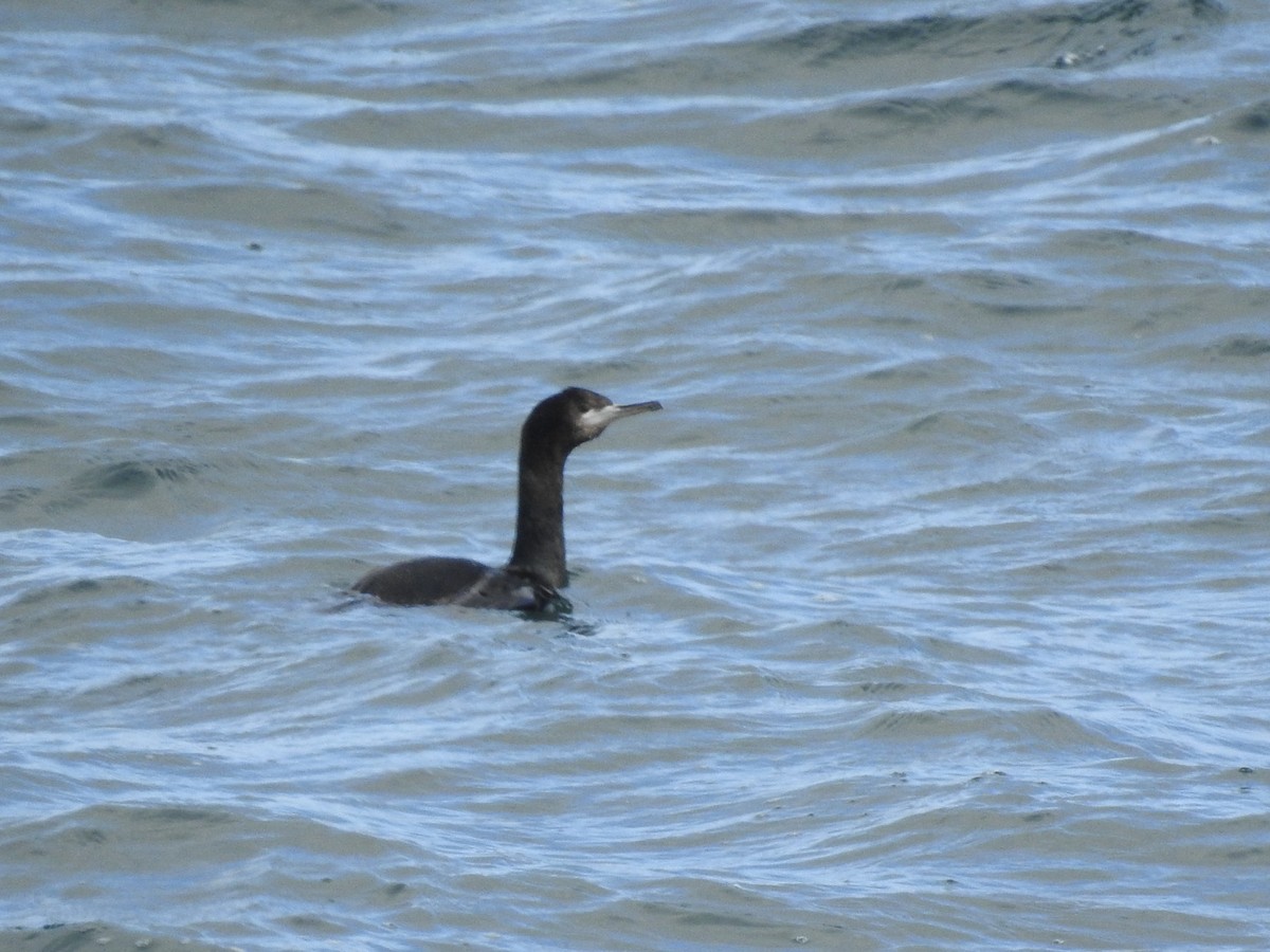 Red-faced Cormorant - ML642467090
