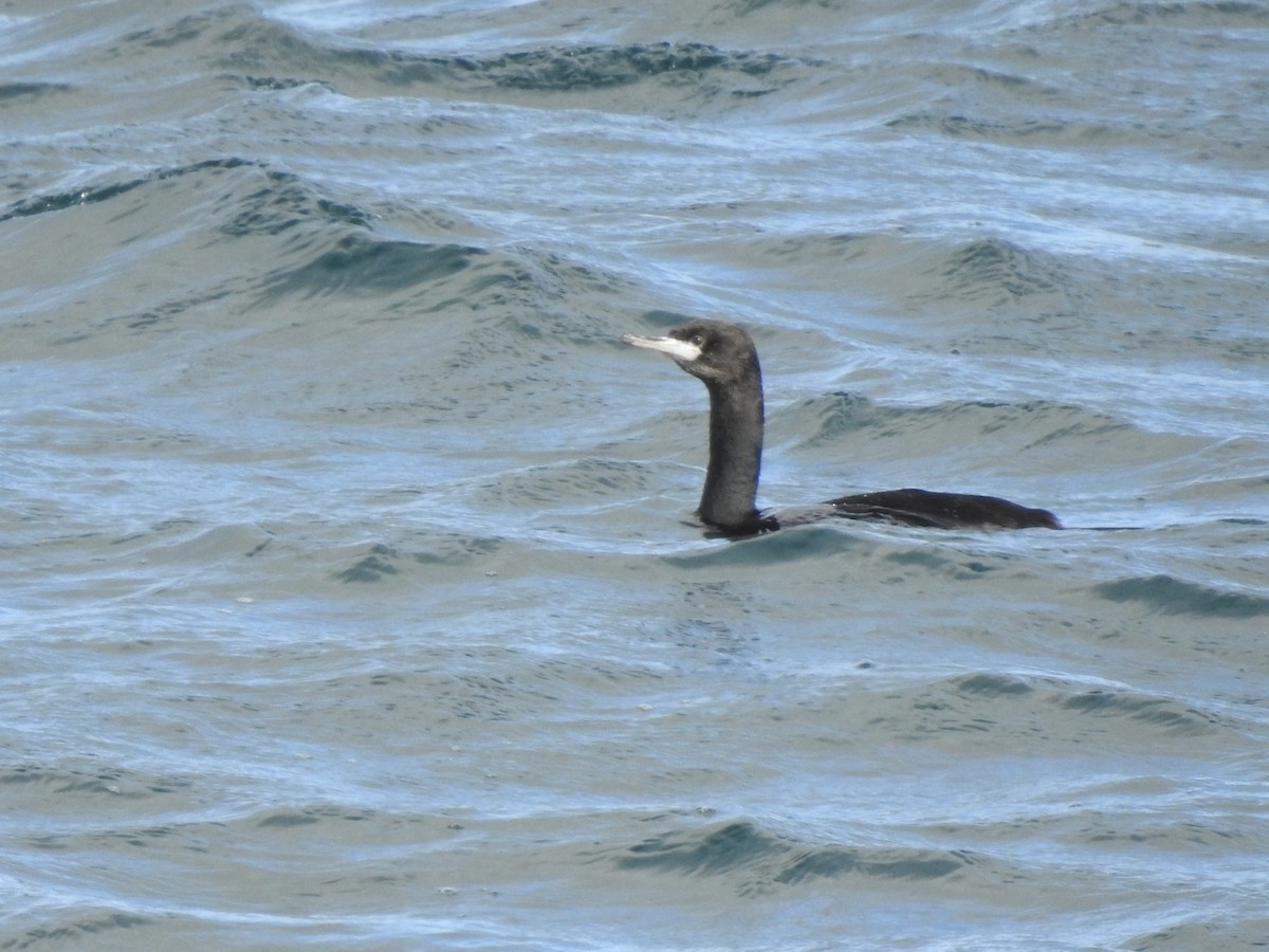 Red-faced Cormorant - ML642467091