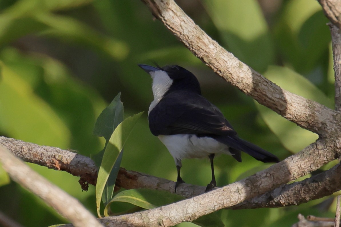 Paperbark Flycatcher - ML642467098