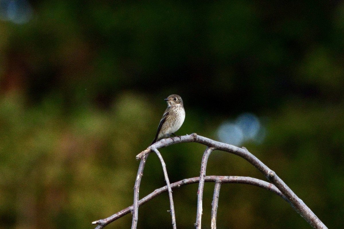 Dark-sided Flycatcher - ML642467119