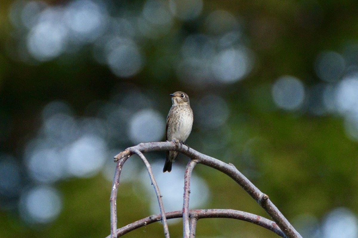 Dark-sided Flycatcher - ML642467120