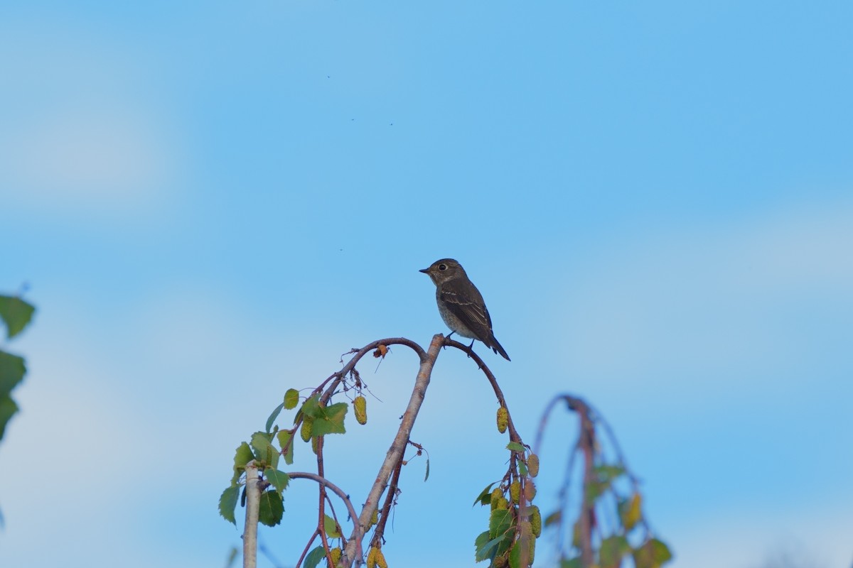 Dark-sided Flycatcher - ML642467121