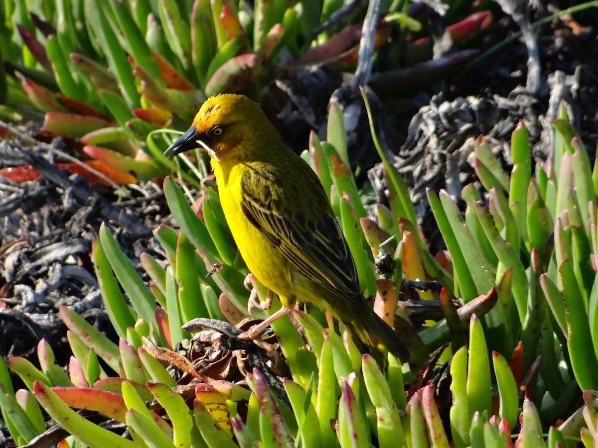 Cape Weaver - ML642467131