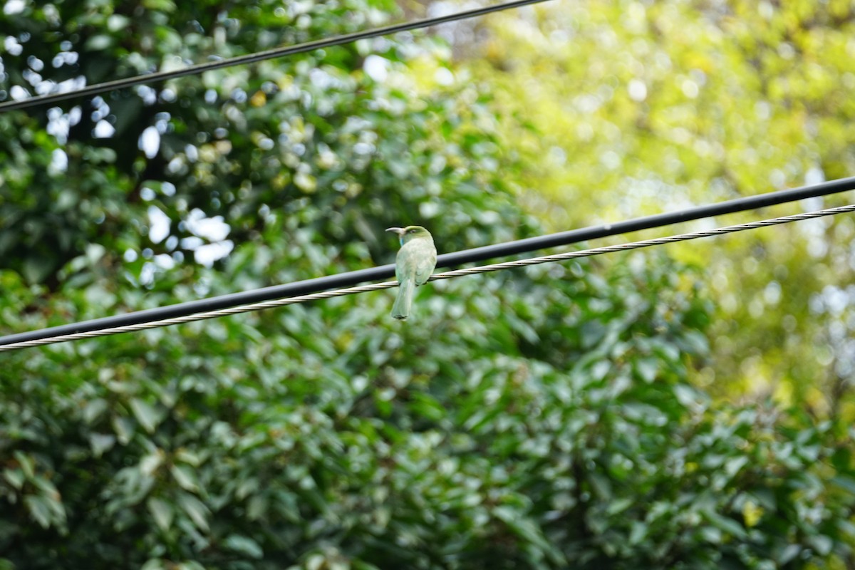 Blue-bearded Bee-eater - ML642467133