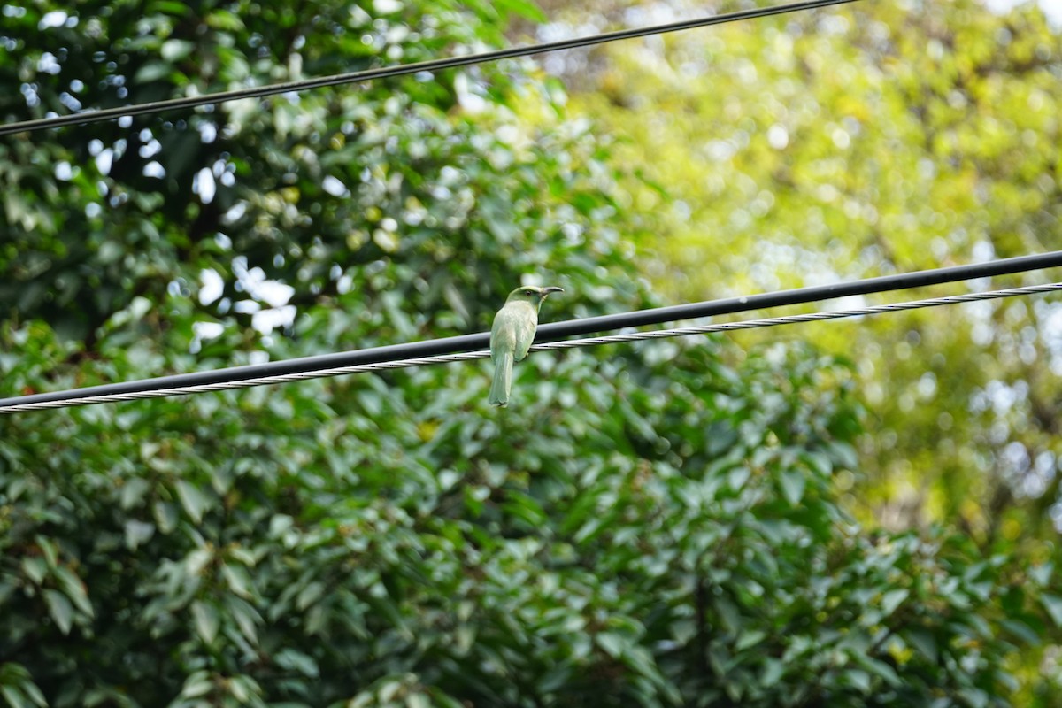 Blue-bearded Bee-eater - ML642467134
