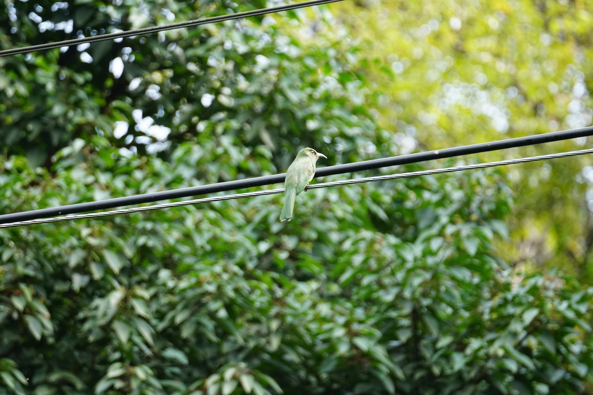 Blue-bearded Bee-eater - ML642467135