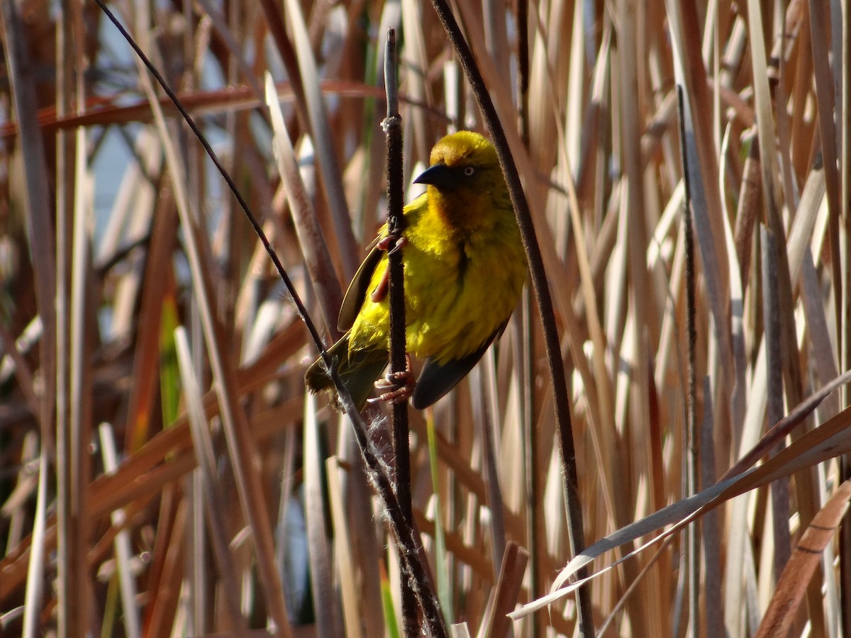 Cape Weaver - ML642467136