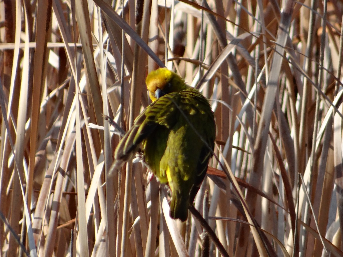 Cape Weaver - ML642467137