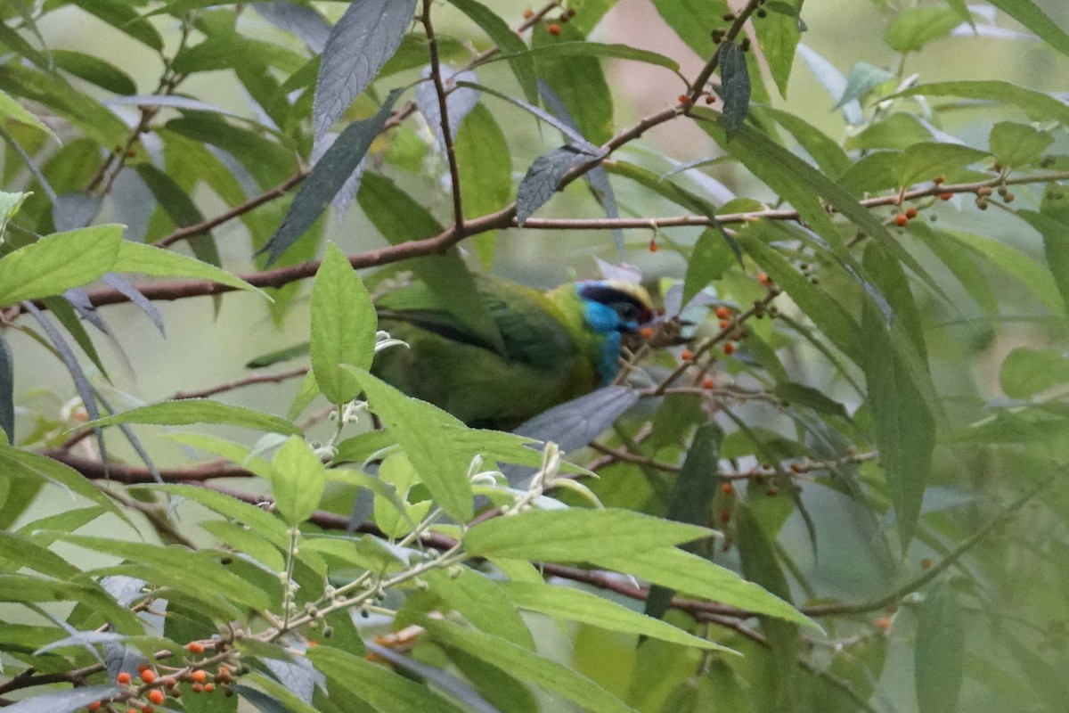Indochinese Barbet - ML642467138