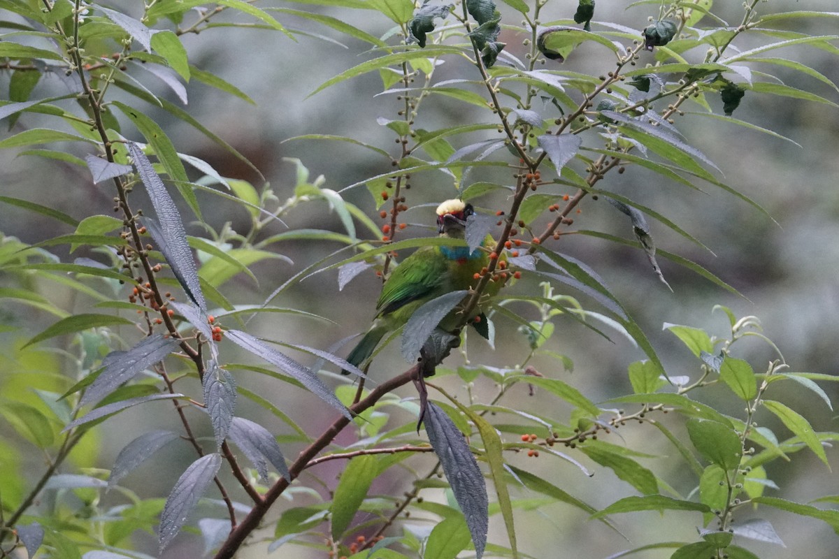 Indochinese Barbet - ML642467139