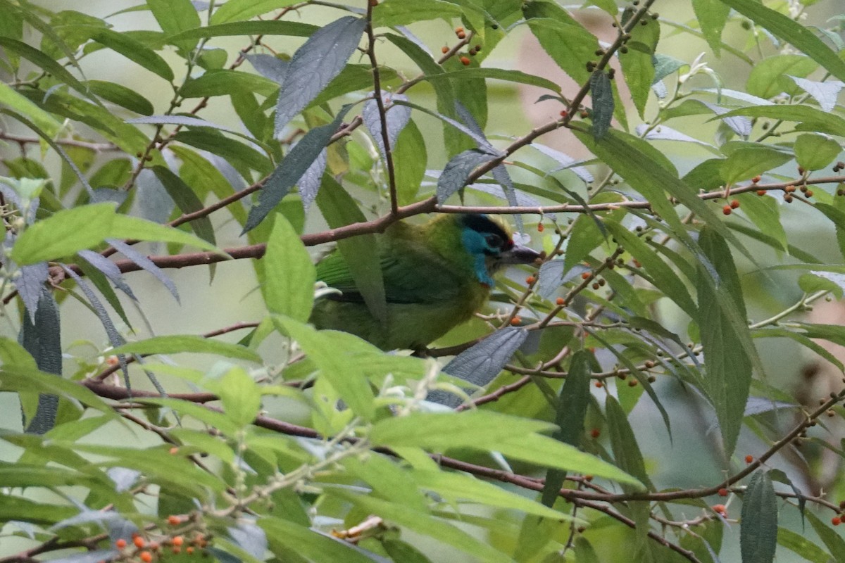Indochinese Barbet - ML642467140