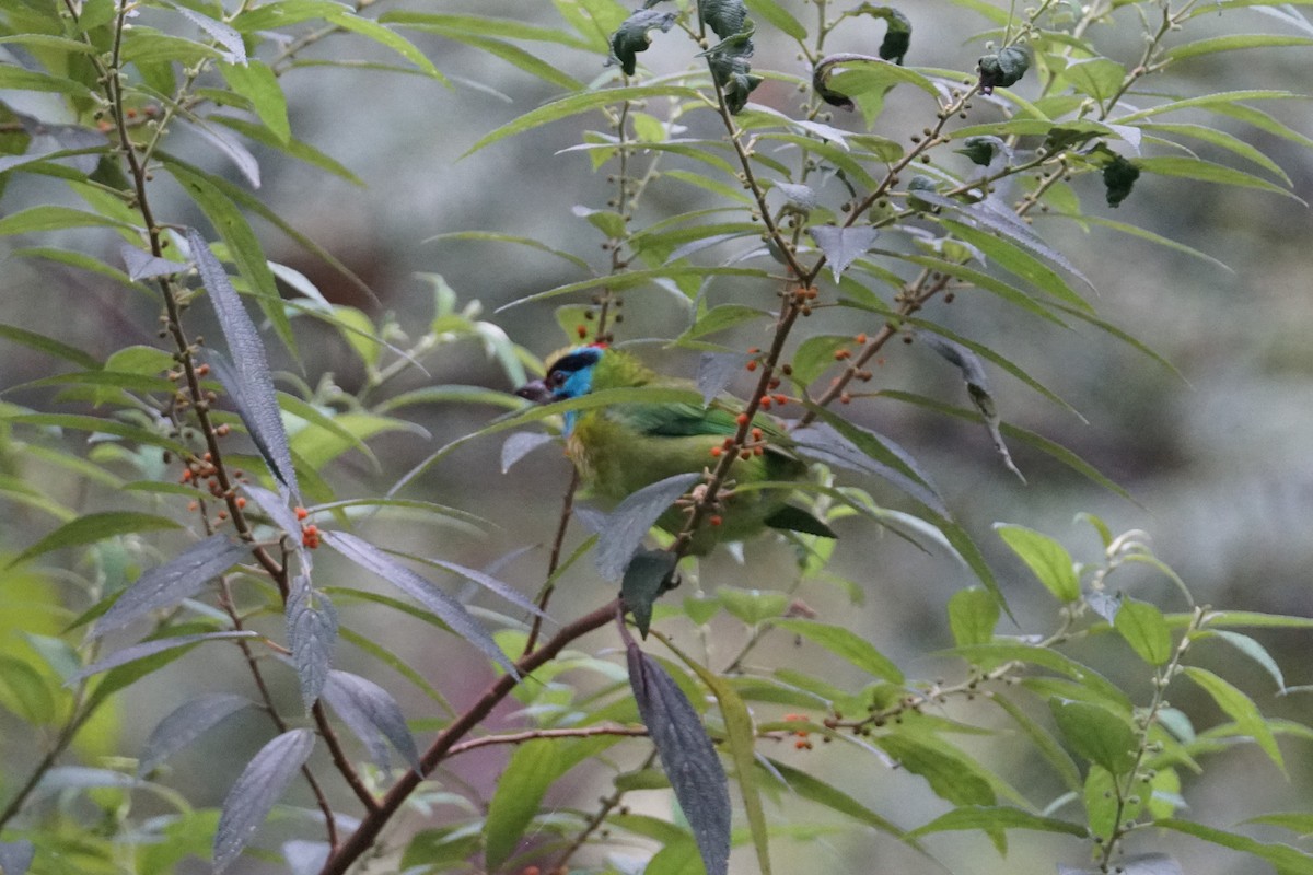 Indochinese Barbet - ML642467141