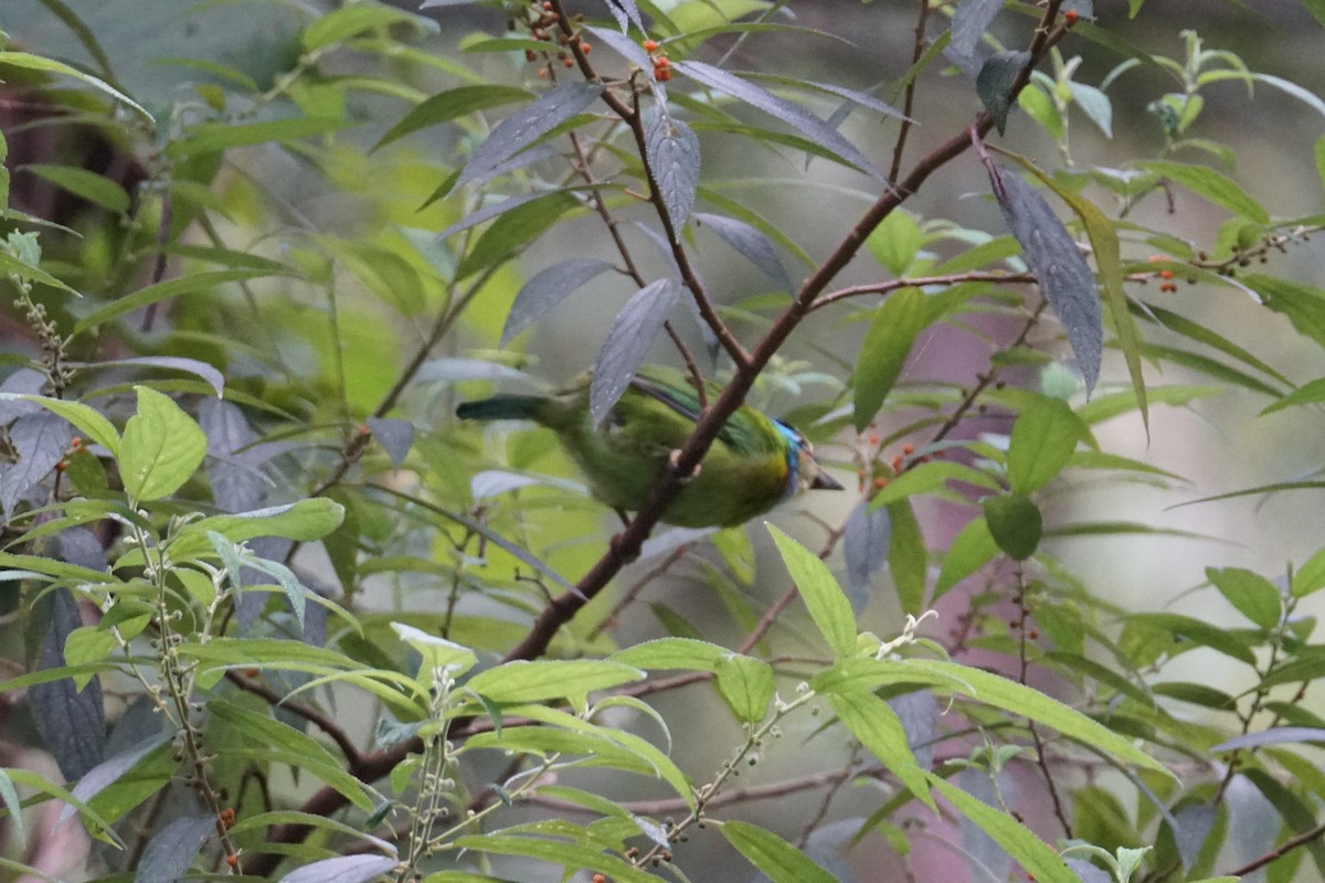 Indochinese Barbet - ML642467142