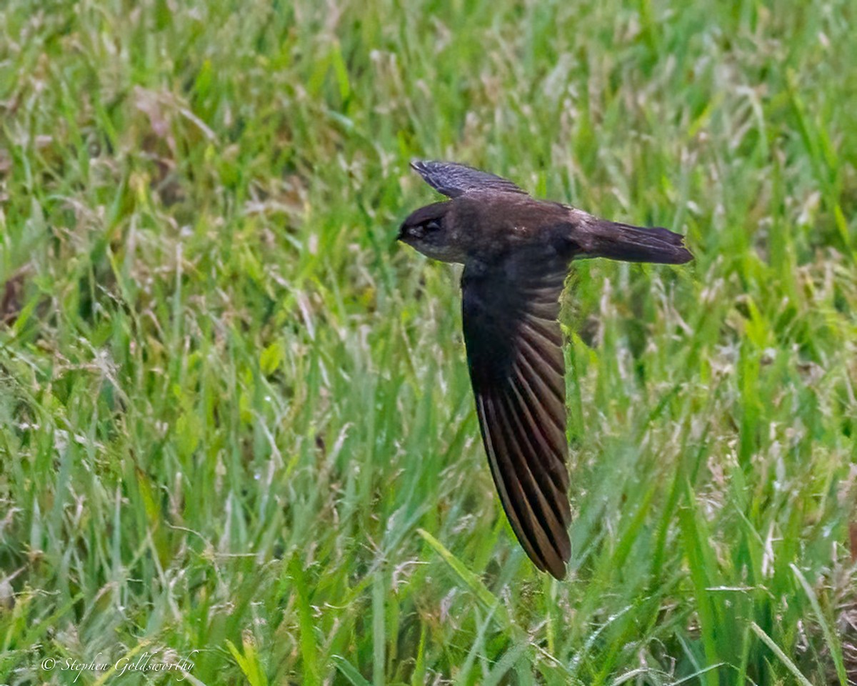 White-rumped Swiftlet - ML642467148