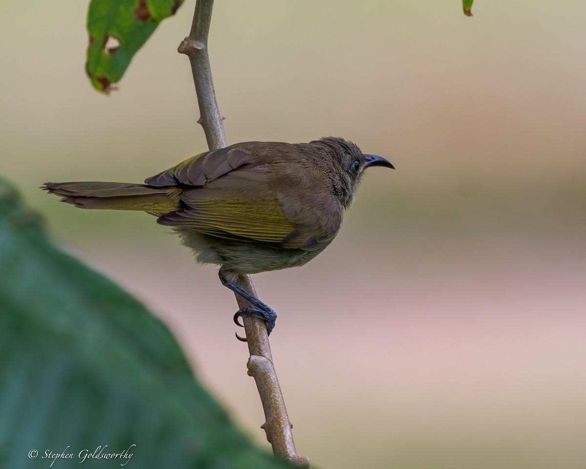 Dark-brown Honeyeater - ML642467156