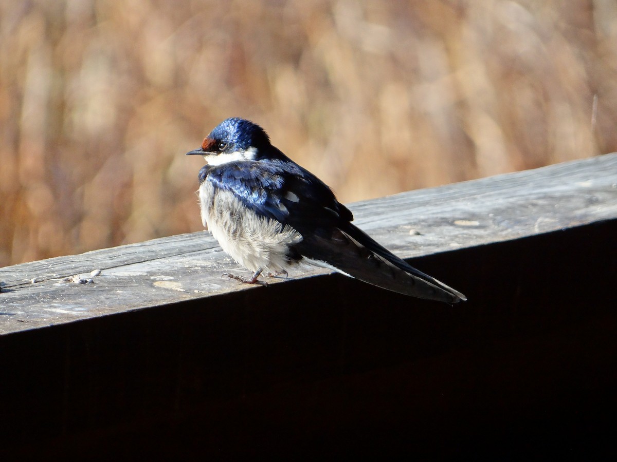 White-throated Swallow - ML642467167