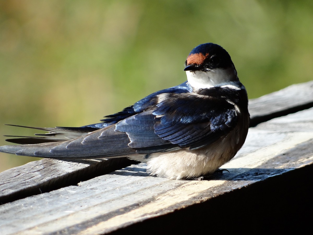 White-throated Swallow - ML642467246
