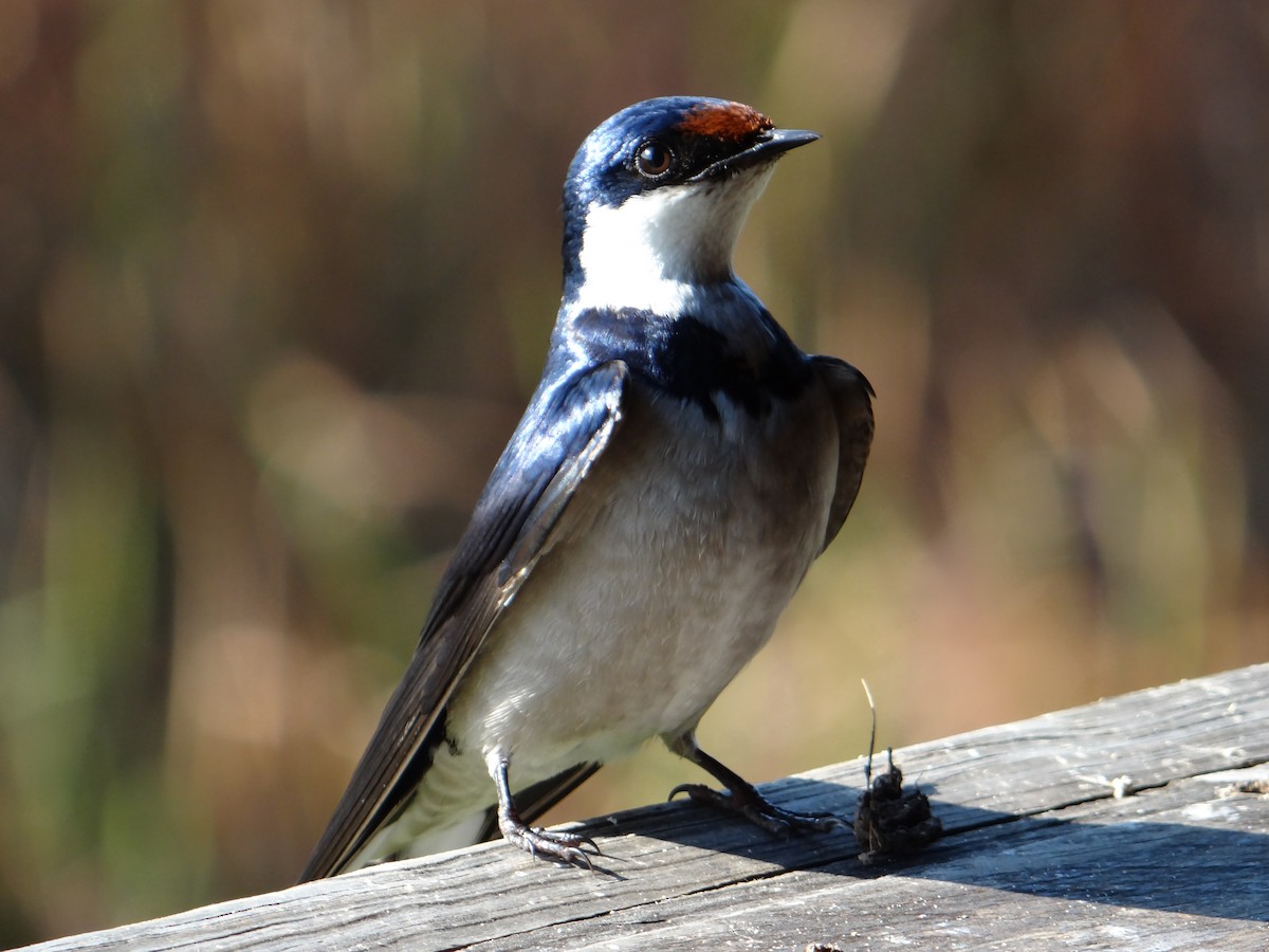 White-throated Swallow - ML642467247
