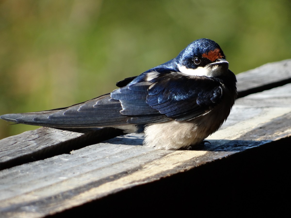 White-throated Swallow - ML642467249