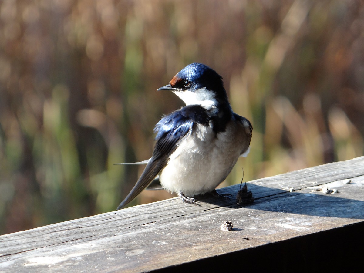 White-throated Swallow - ML642467250