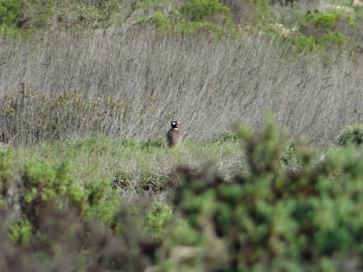 Black Bustard - ML642467266