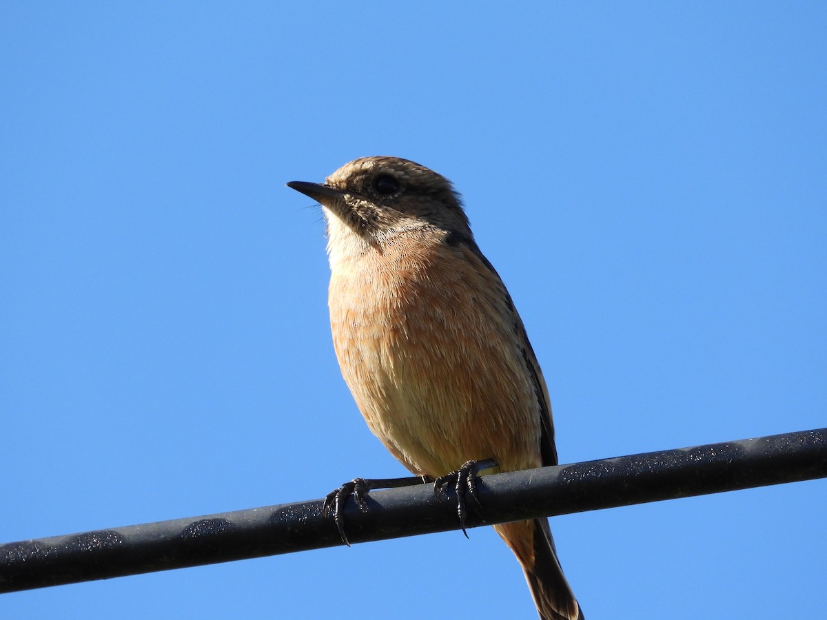 European Stonechat - ML642467268