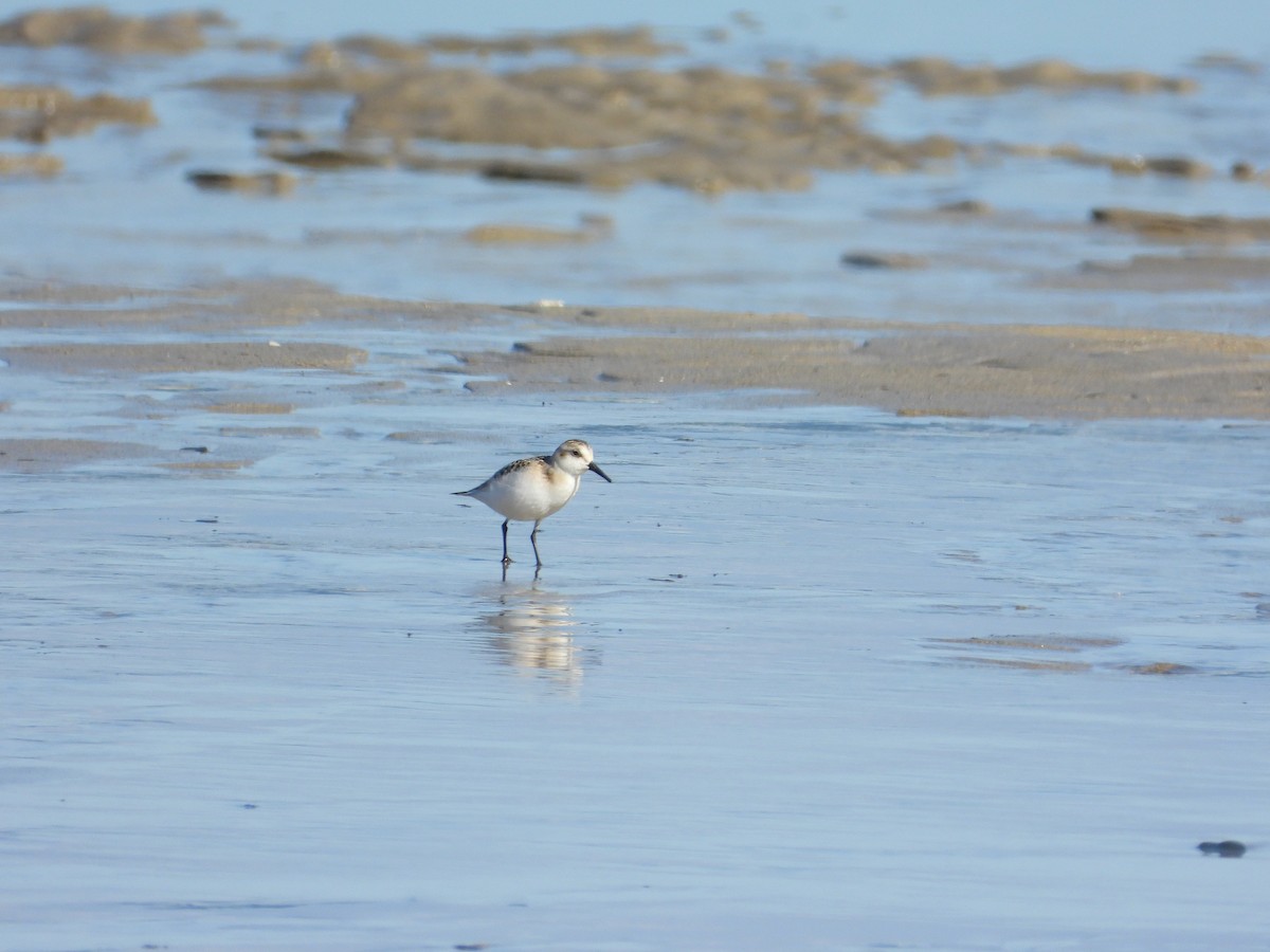 三趾濱鷸 - ML642467273