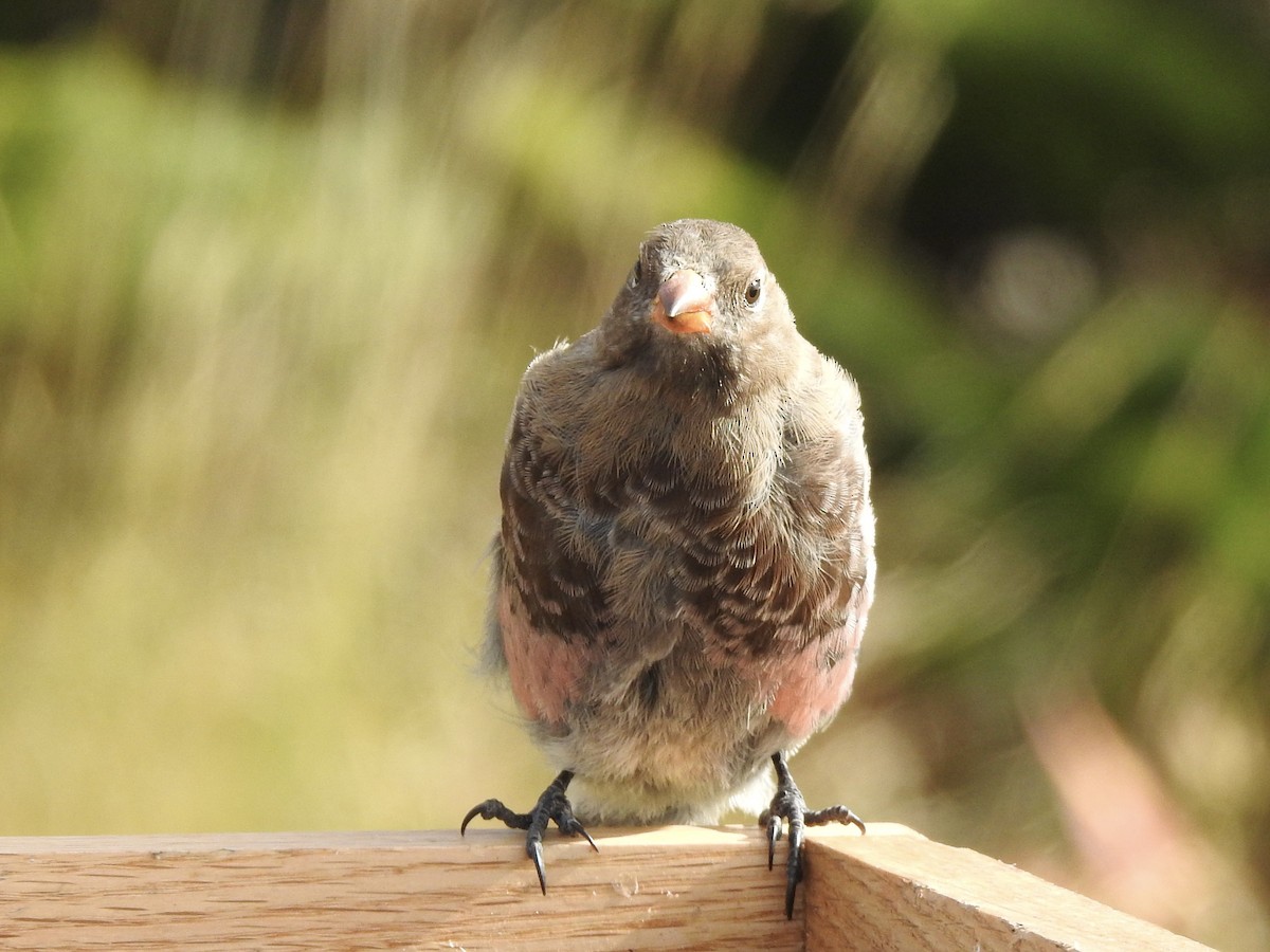 Gray-crowned Rosy-Finch - ML642467279
