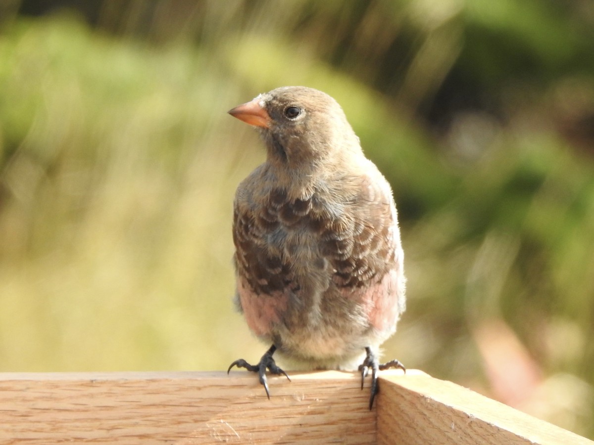Gray-crowned Rosy-Finch - ML642467284