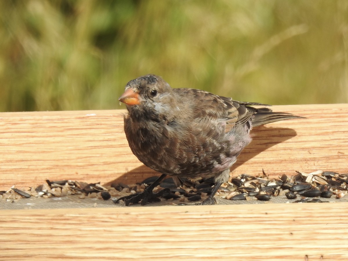 Gray-crowned Rosy-Finch - ML642467289