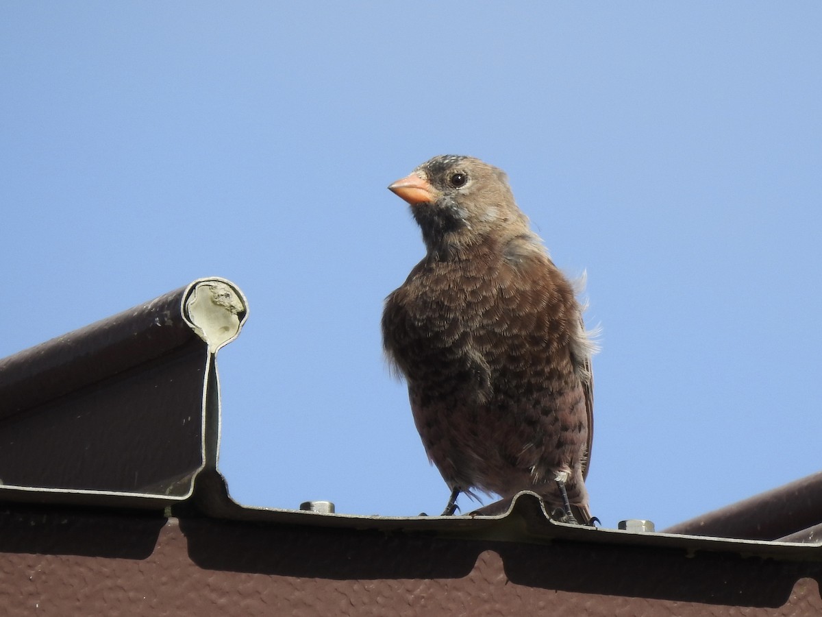 Gray-crowned Rosy-Finch - ML642467293