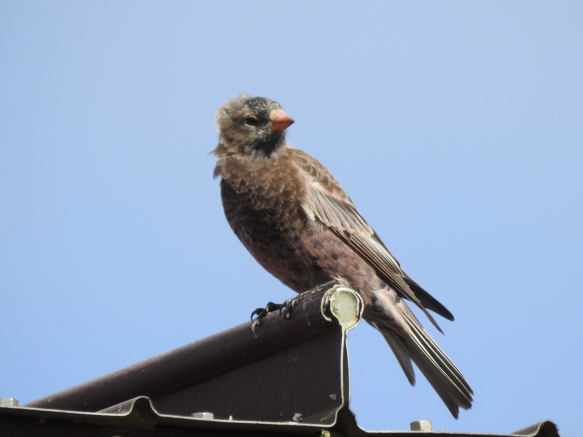 Gray-crowned Rosy-Finch - ML642467295