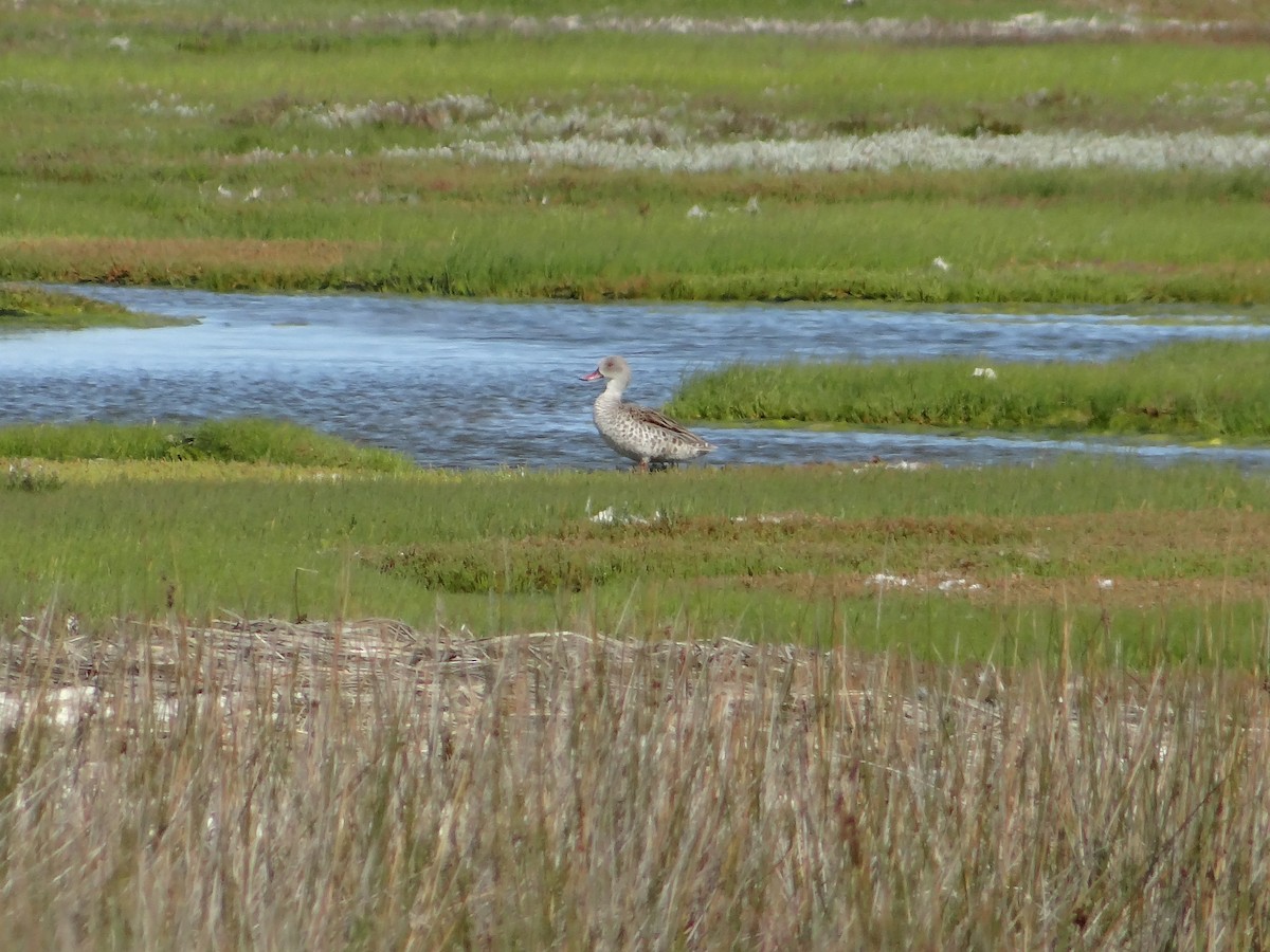 Cape Teal - ML642467322