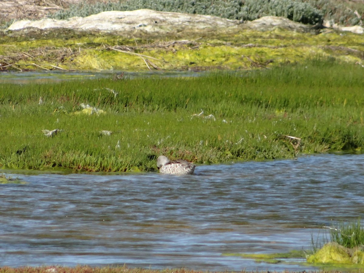 Cape Teal - ML642467325