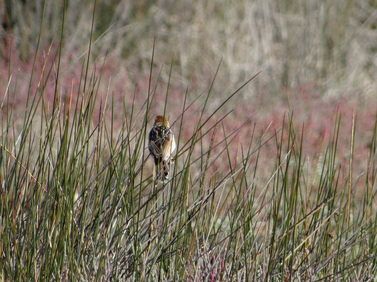 Levaillant's Cisticola - ML642467330