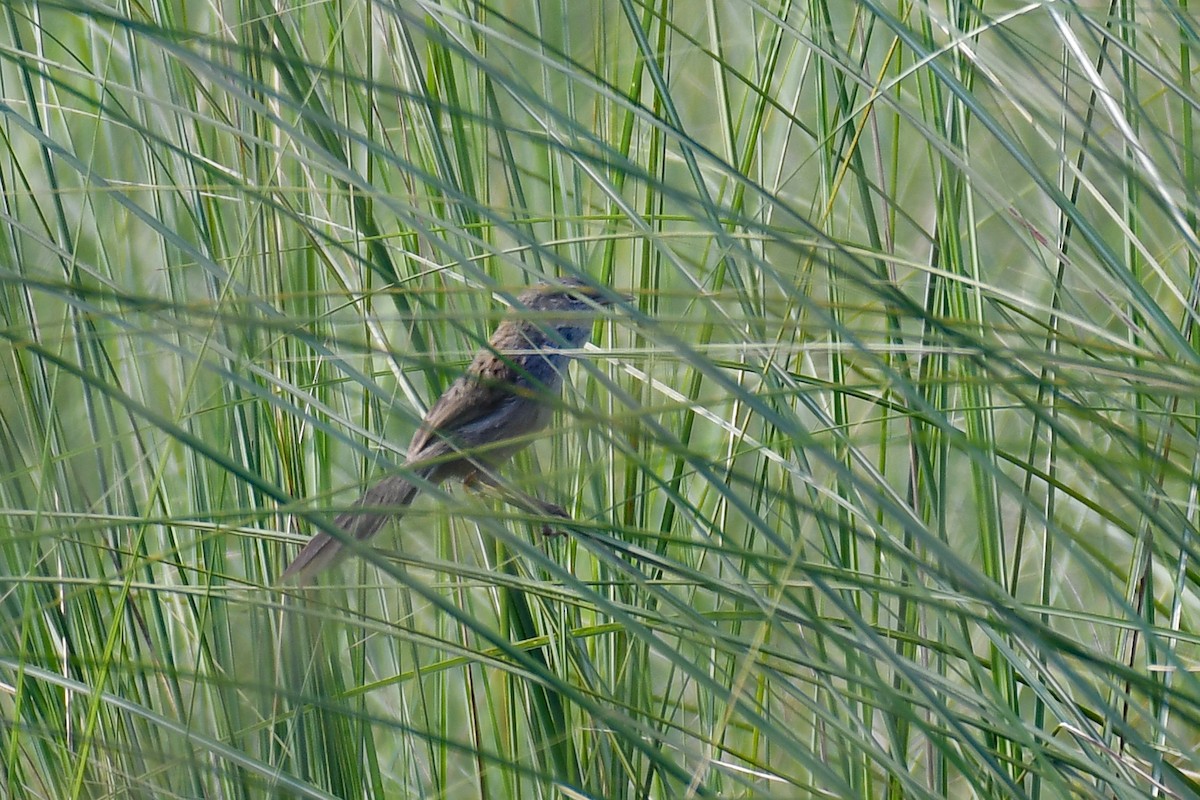 Swamp Grass Babbler - ML642467374