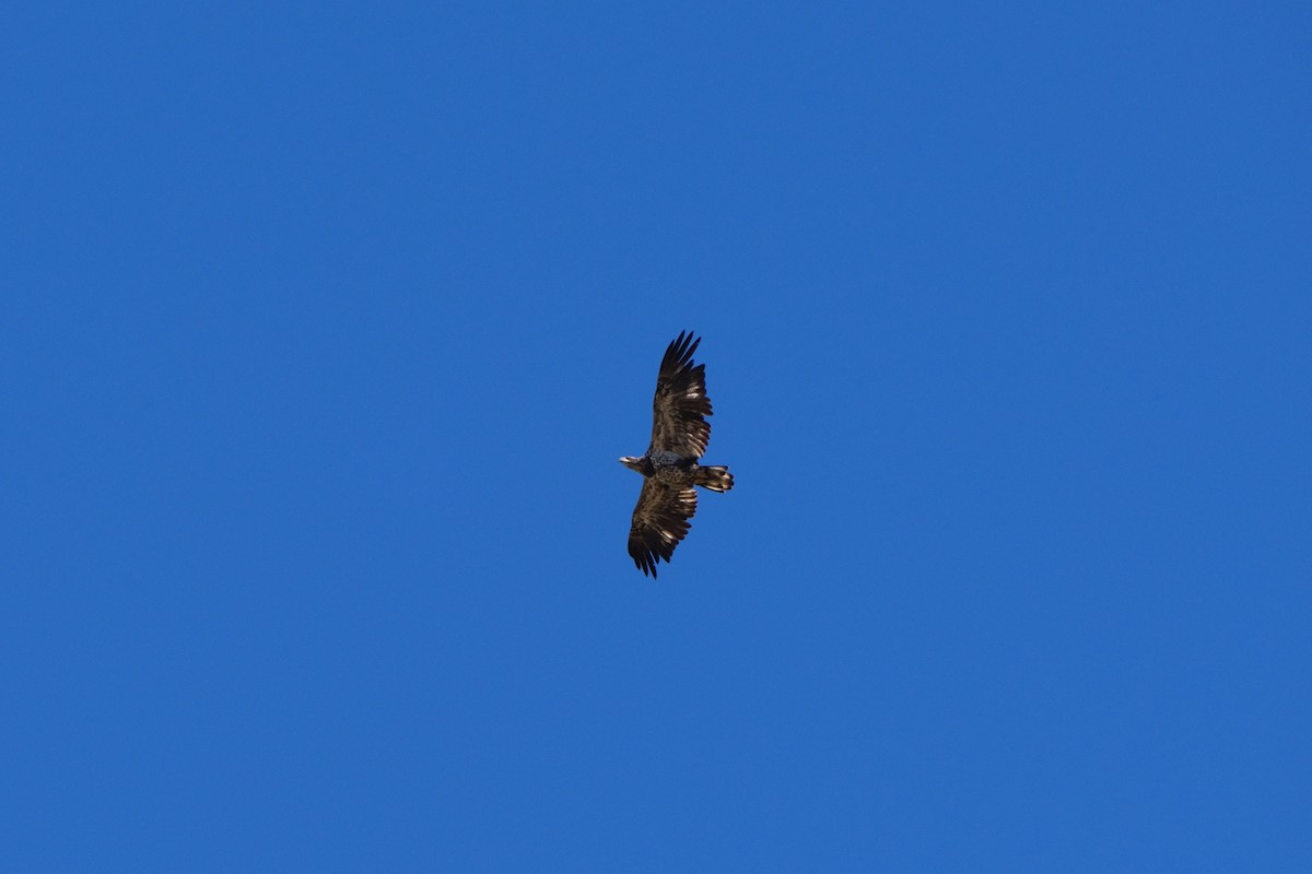 Bald Eagle - ML642467379