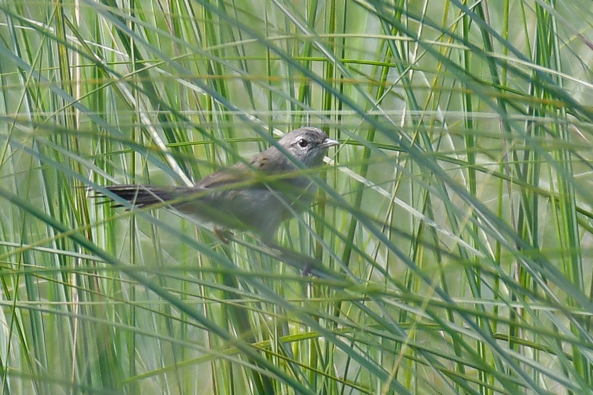 Swamp Grass Babbler - ML642467388