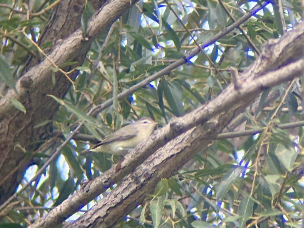 Warbling Vireo - ML642467389