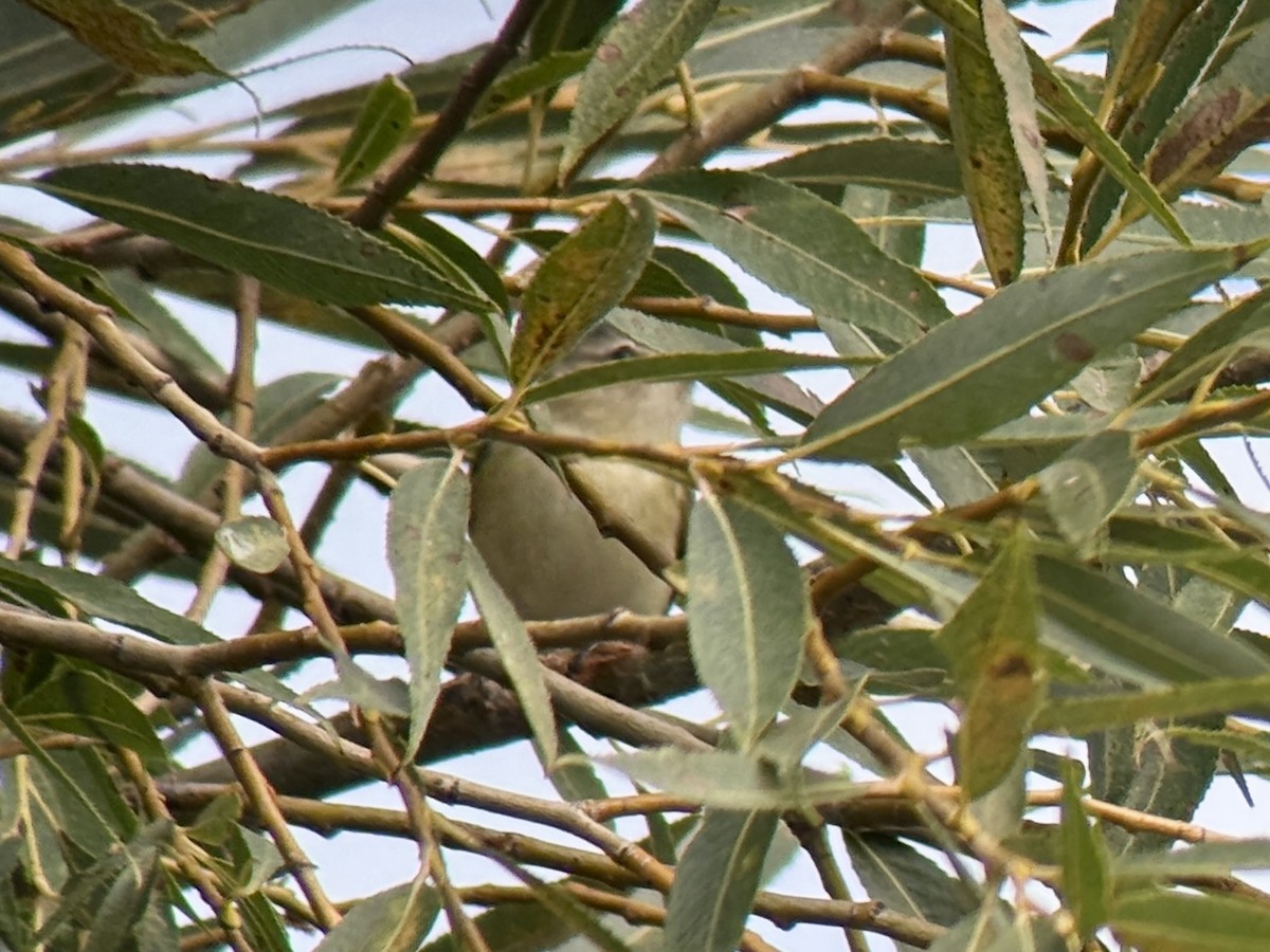 Warbling Vireo - ML642467390