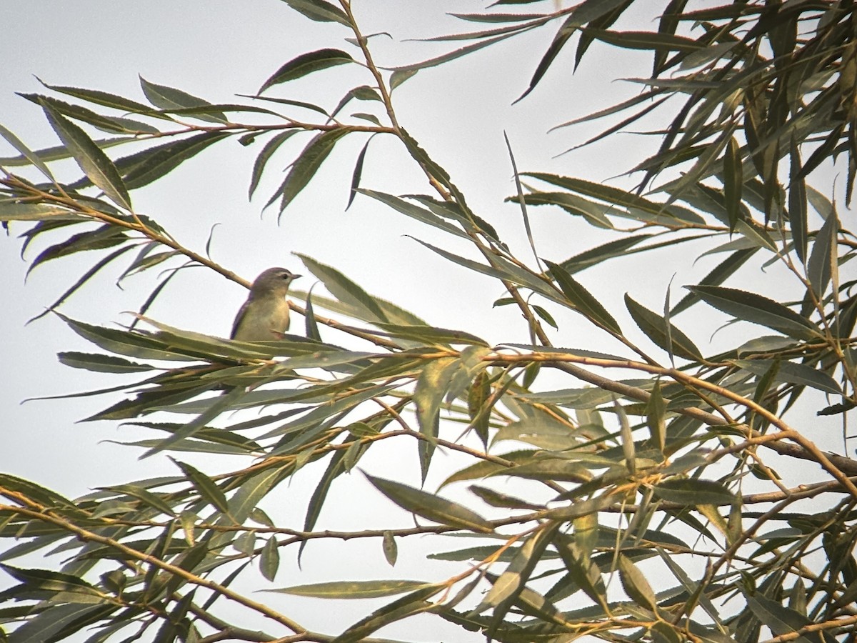 Warbling Vireo - ML642467391
