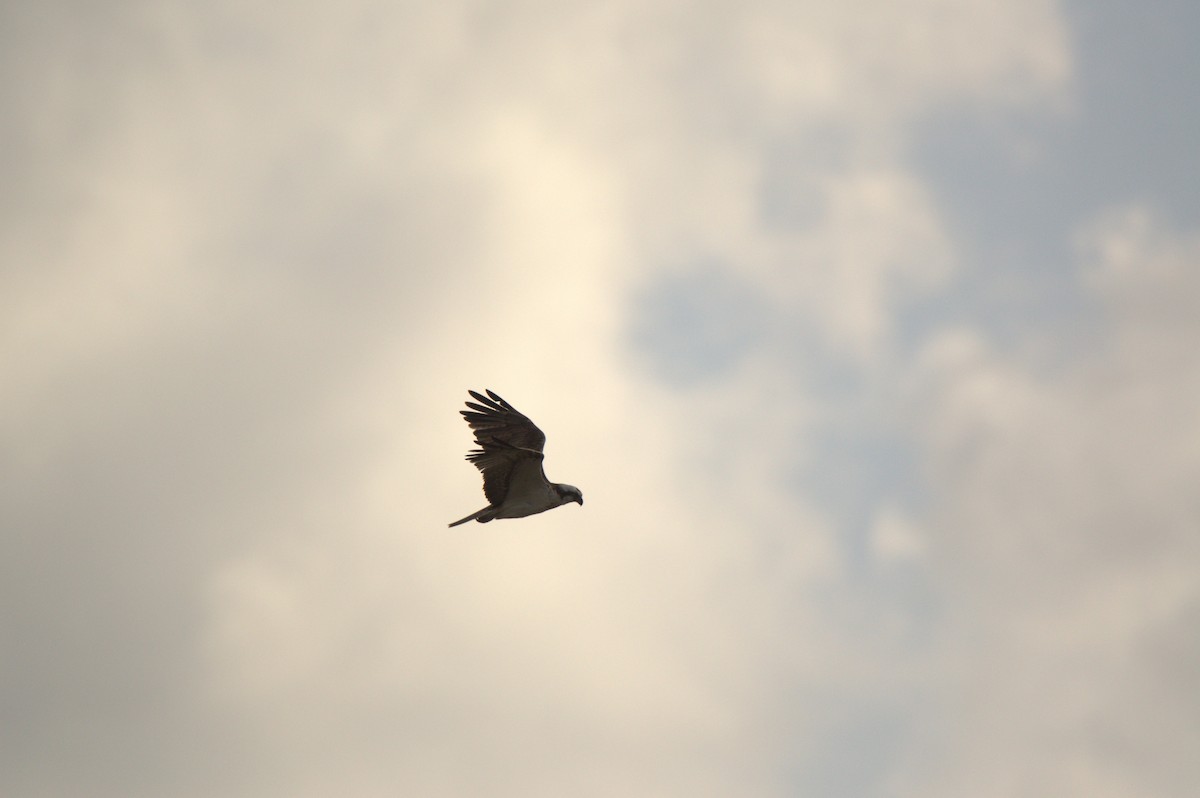 Osprey (Eurasian) - ML642467422
